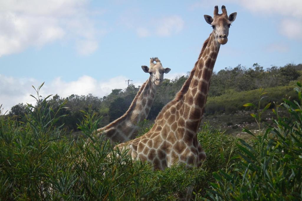 Soloko Game farm photo 1