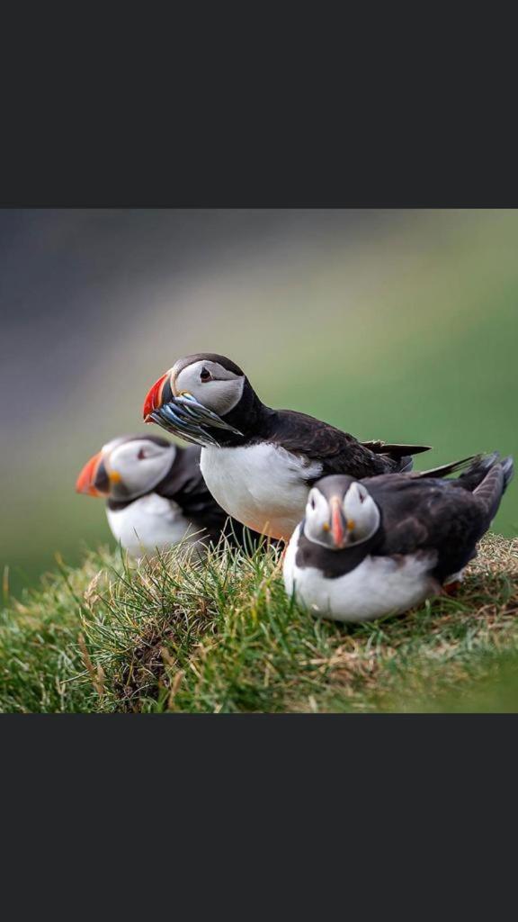 The Atlantic view guest house, Sandavagur, Faroe Islands photo 4