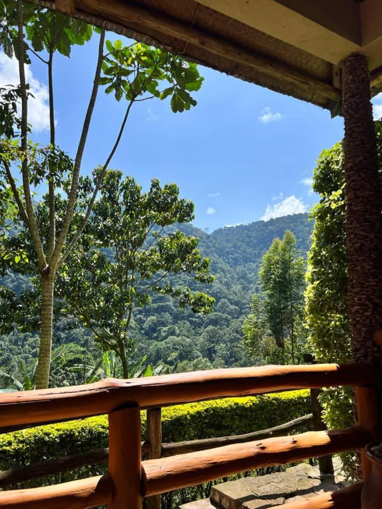 Bwindi Forest Lodge photo 1
