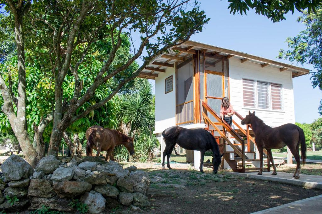 Horse Cottage photo 2
