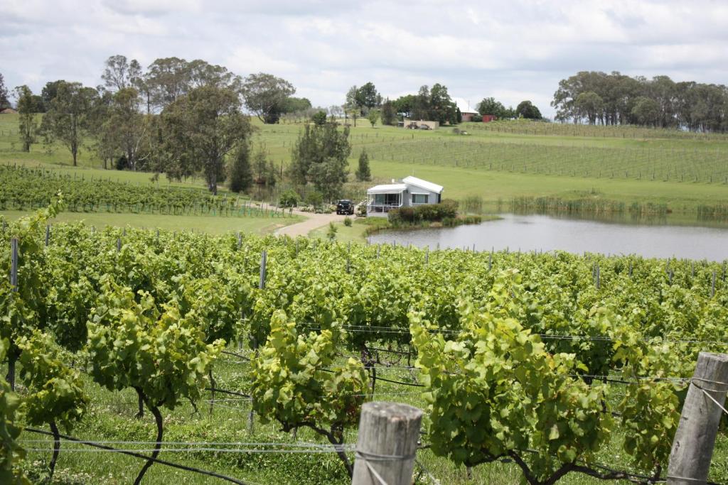 Lovedale Lakehouse Vineyard photo 1
