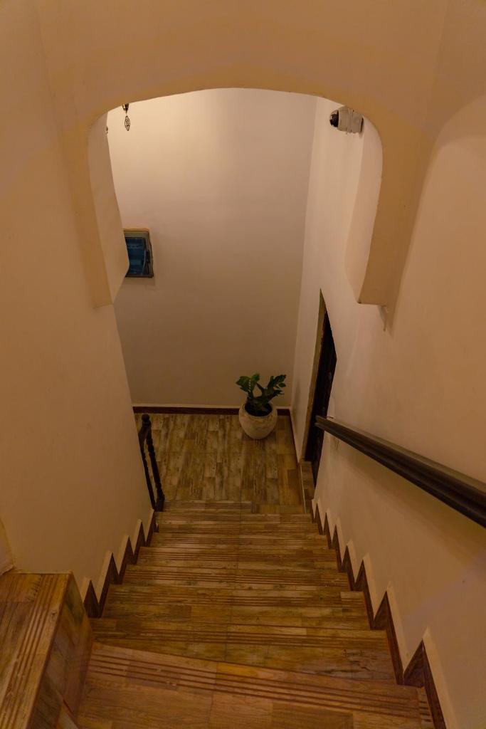 Aurelia Zanzibar photo 2
