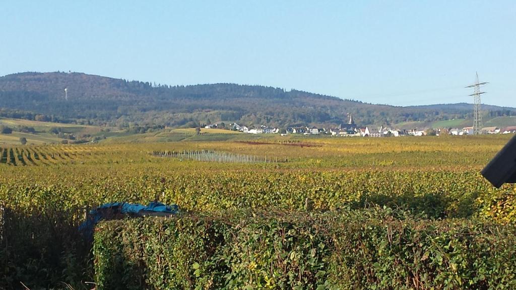 Ferienwohnung Weingut Leis photo 2