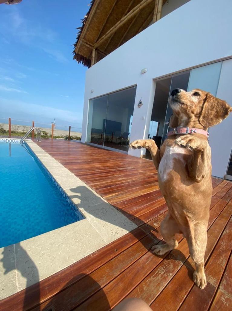 CASA LUNA photo 3