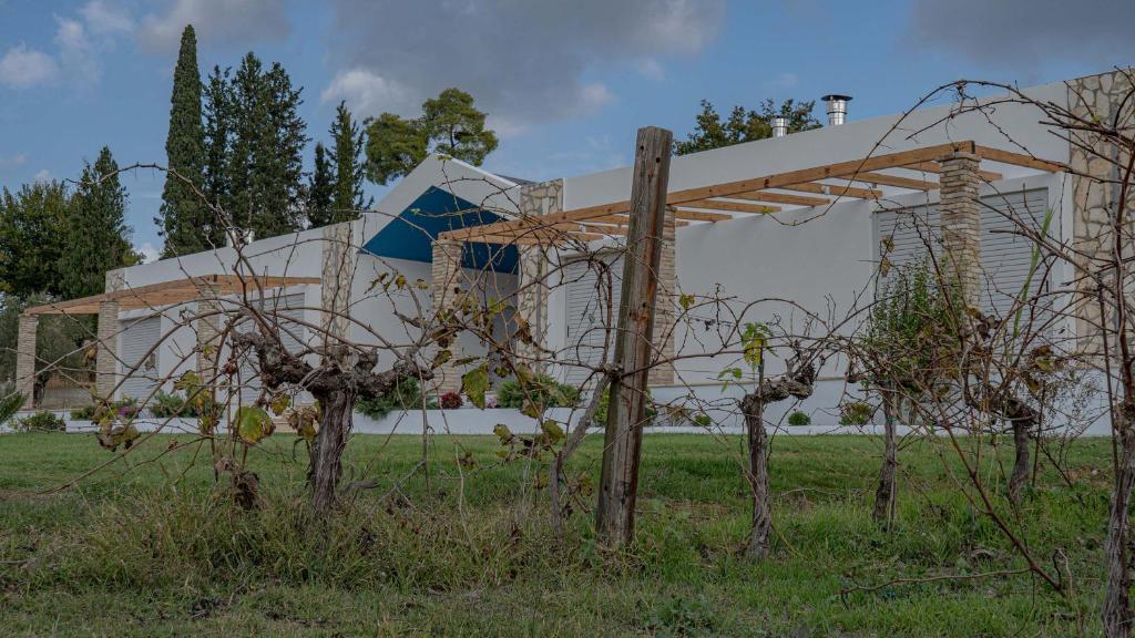 Atrium Vinea Brintziki Winery photo 3