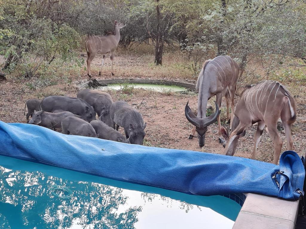 Call of the Fish Eagle Self-catering Holiday Home with solar photo 2