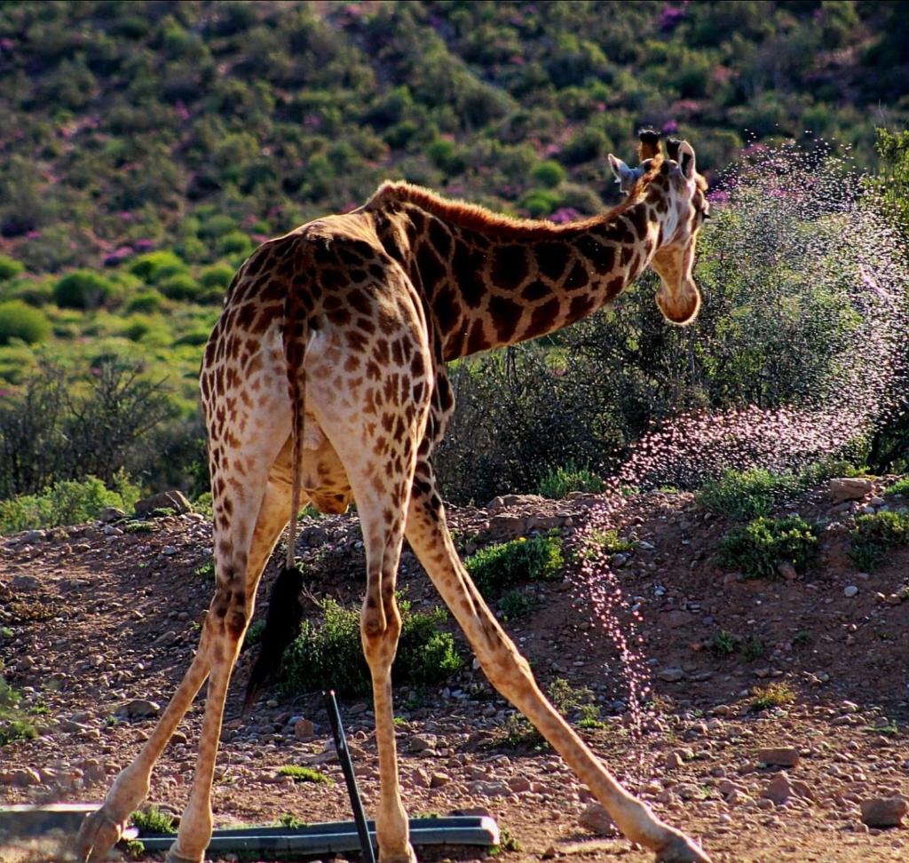 Klein Karoo Game Lodge photo 2