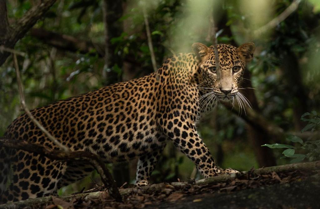 Makini Bush Camp, Yala photo 4