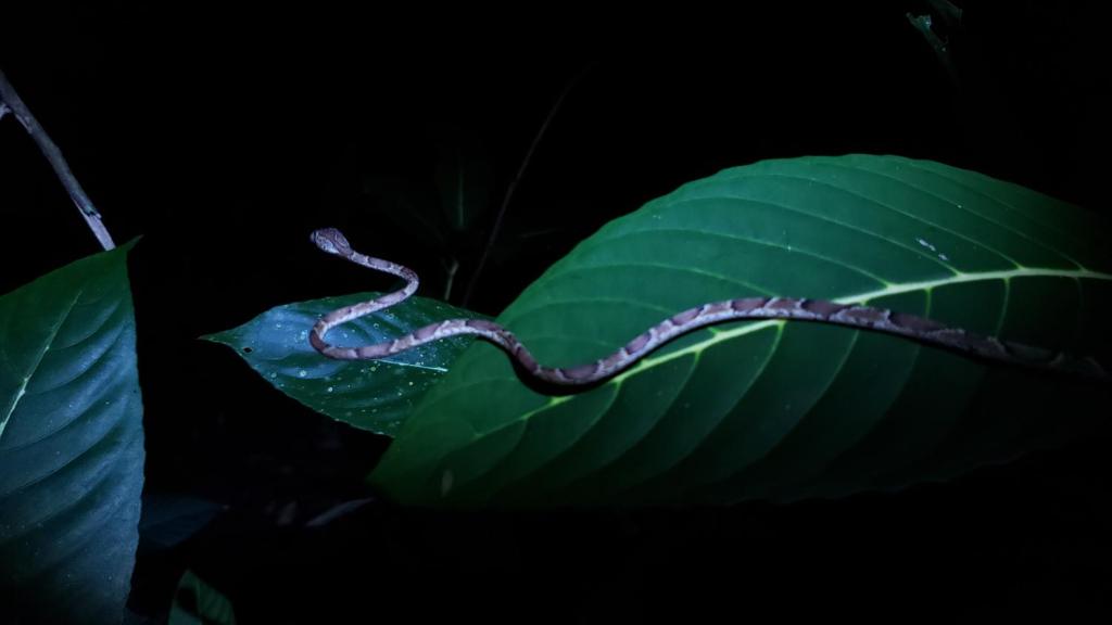 Wildlife Lodge Cahuita photo 3