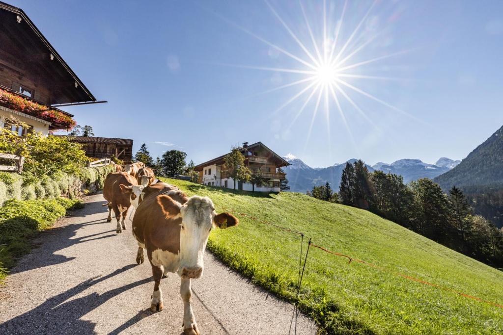 Bergbauernhof Schoberlehen photo 1