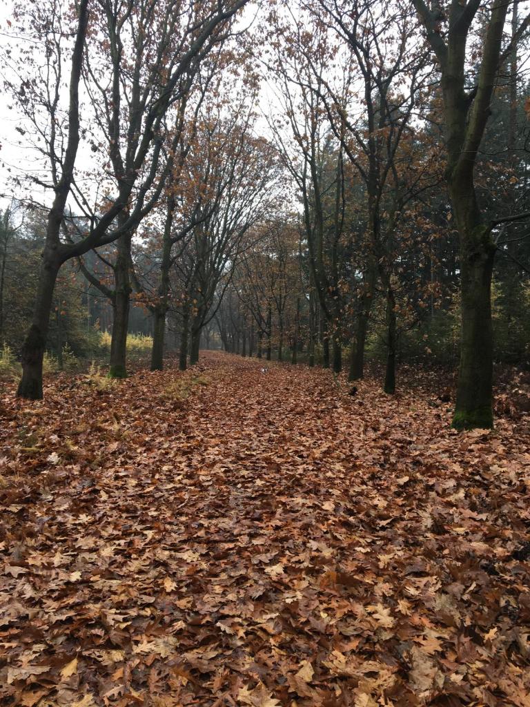 WijkD photo 2