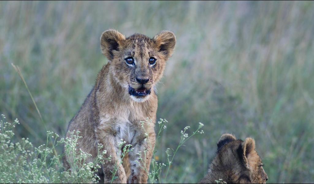 Ololo Safari Lodge photo 3