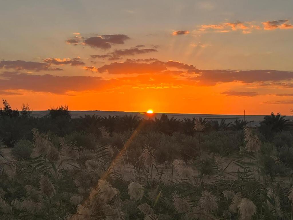 بدوين كامب Badween Camp photo 1