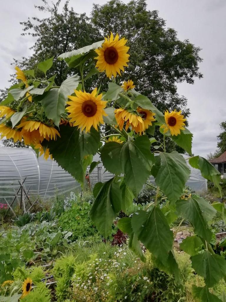100 m2 offenes Dachgeschoss Iris Urlaub auf dem Bauernhof photo 4