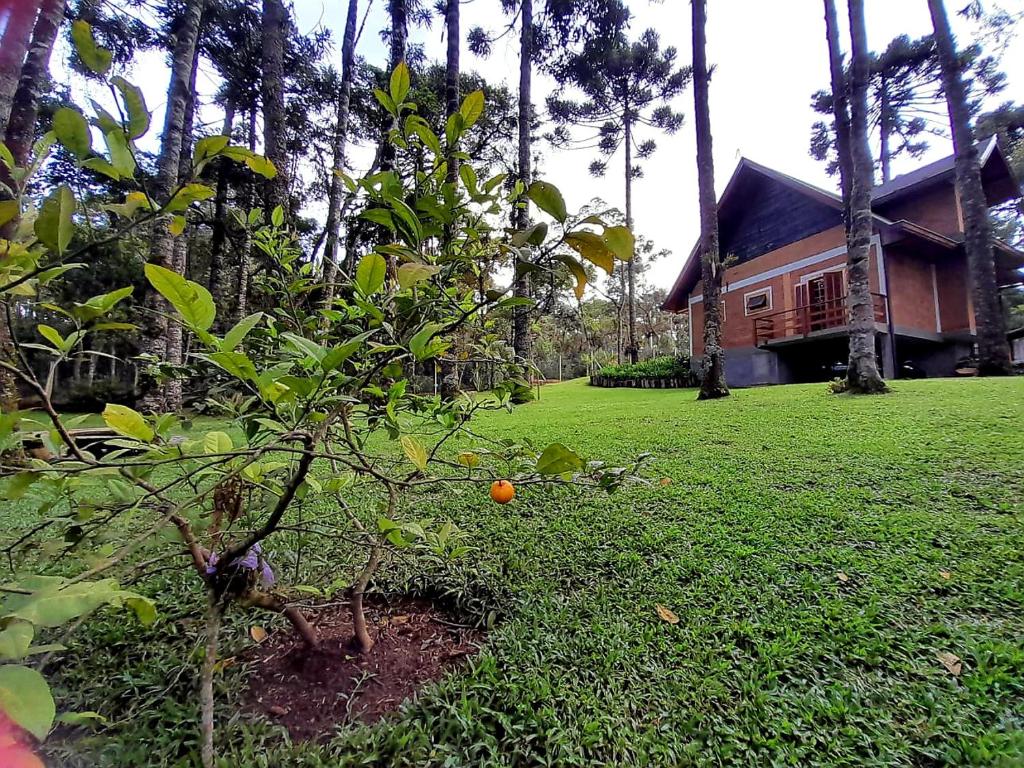 Bosque das Araucárias photo 4
