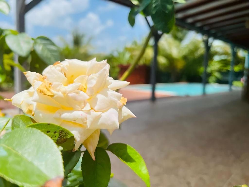 Domaine Babwala, villa et bungalow avec piscine dans un superbe jardin tropical #cosy photo 4
