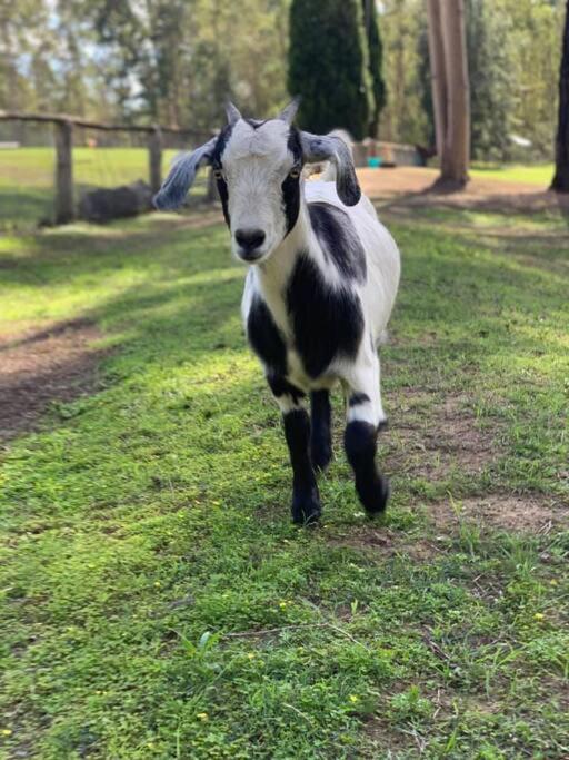 Breemiloy Homestead Hunter Valley - Farm stay. photo 4
