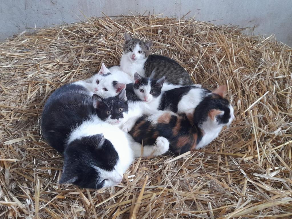 Agroturystyka Stylowy Pokój w Stajni photo 3