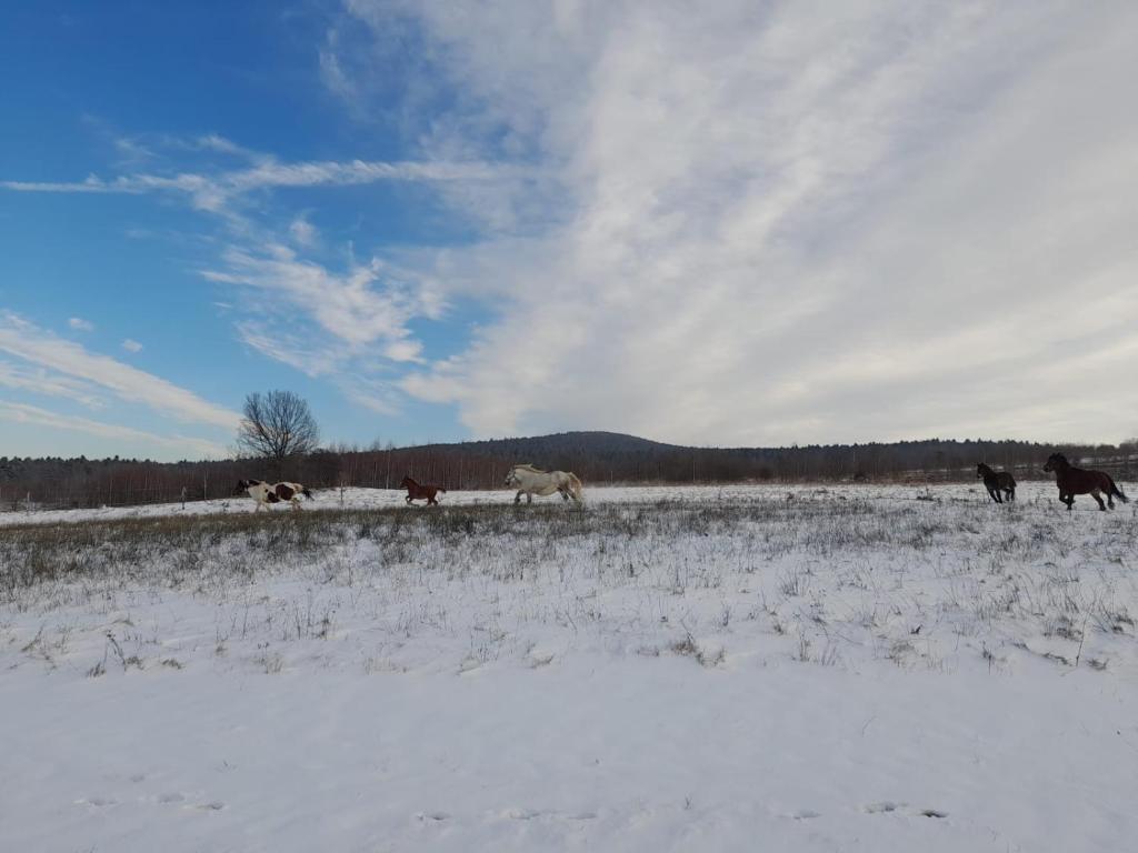 Agroturystyka Stylowy Pokój w Stajni photo 2