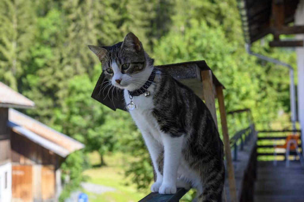 "0" Sterne Hotel Weisses Rössl in Leutasch/Tirol photo 3