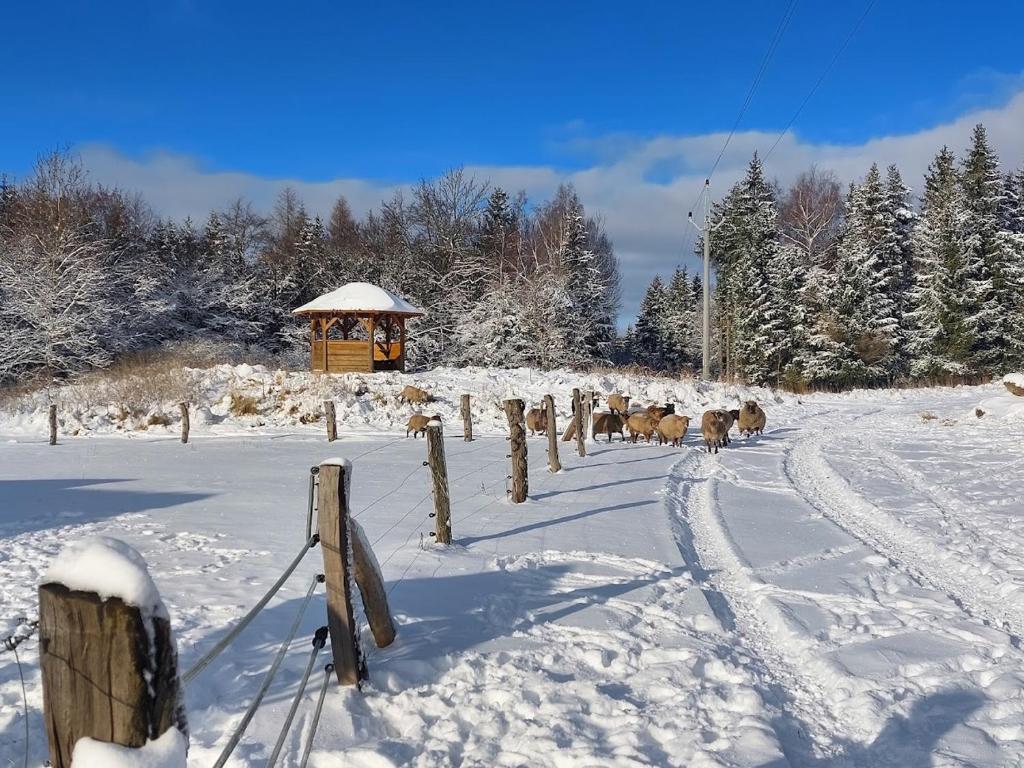 CHALET BORŮVKA - biofarma na samotě v lesích photo 2