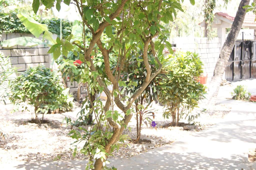 Luciano & Grace Apartments photo 4