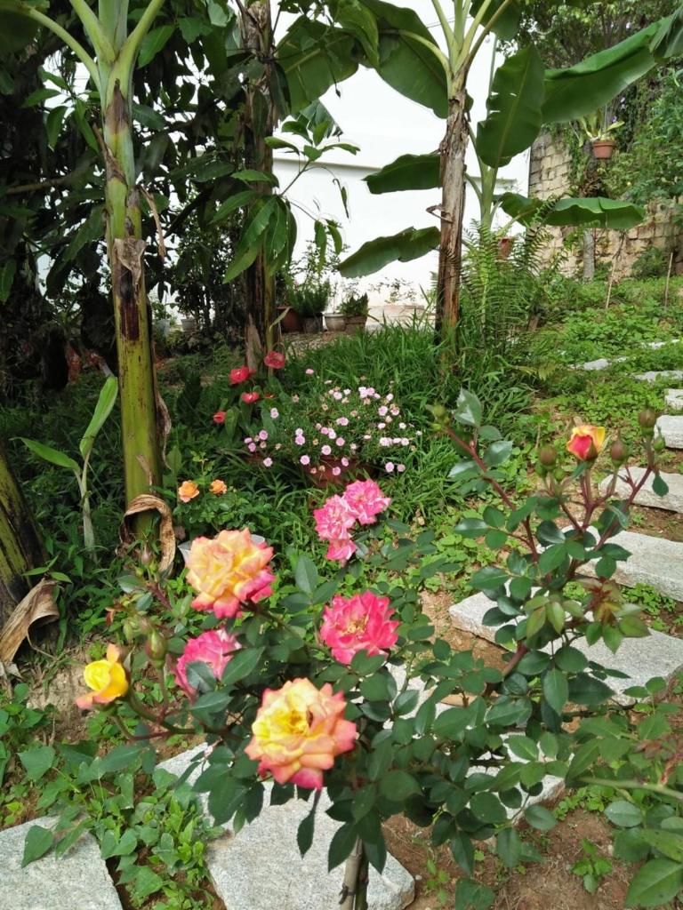 Nhà của Sóc