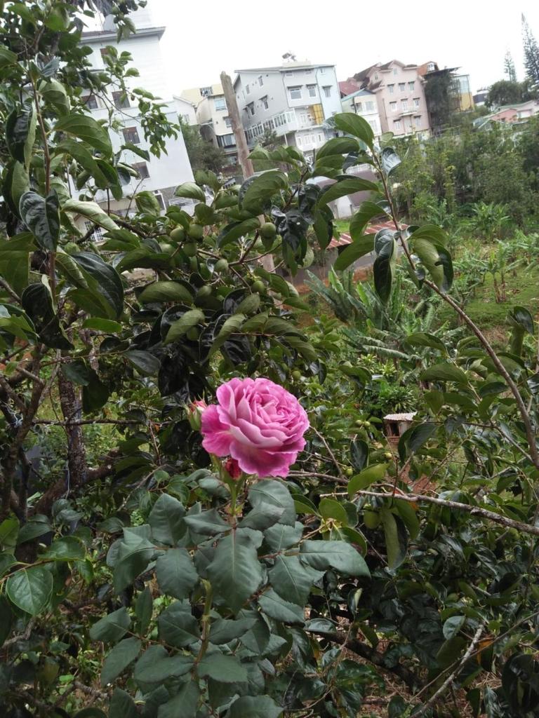 Nhà của Sóc