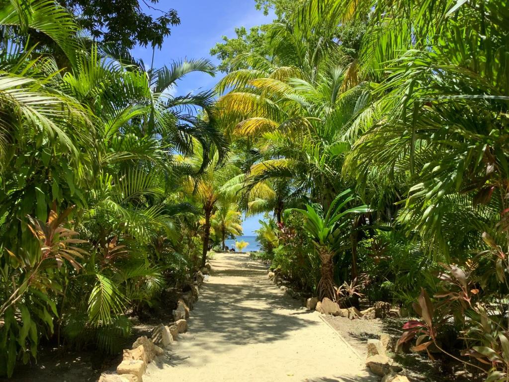 Tropical Treehouse photo 2