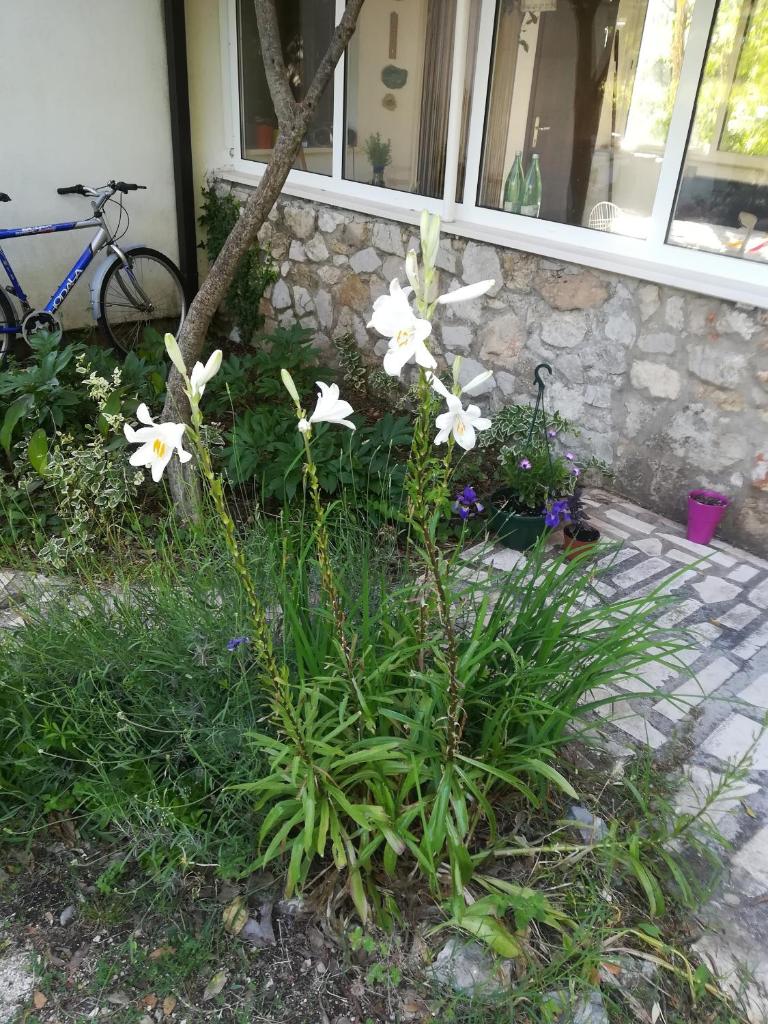 Apartments with a parking space Zuljana, Peljesac - 20413 photo 4