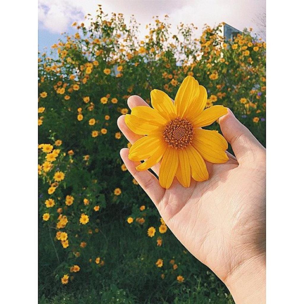 Cẩm Tú Villa Đà Lạt