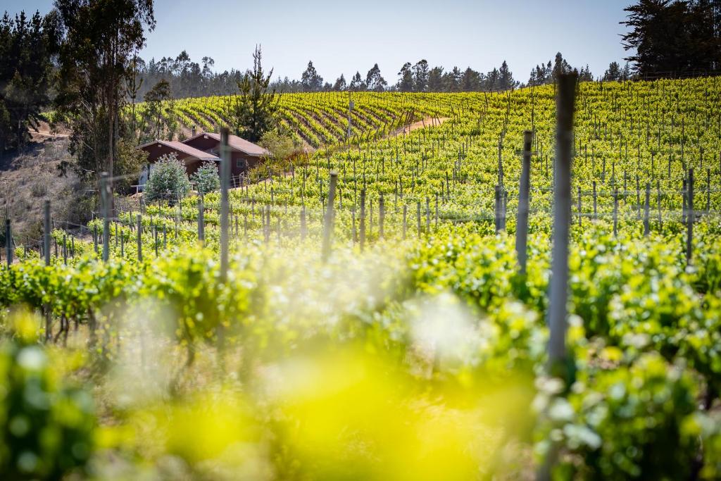 Bungalow Miramar & Jeronimo at Casa Marin Vineyards photo 4