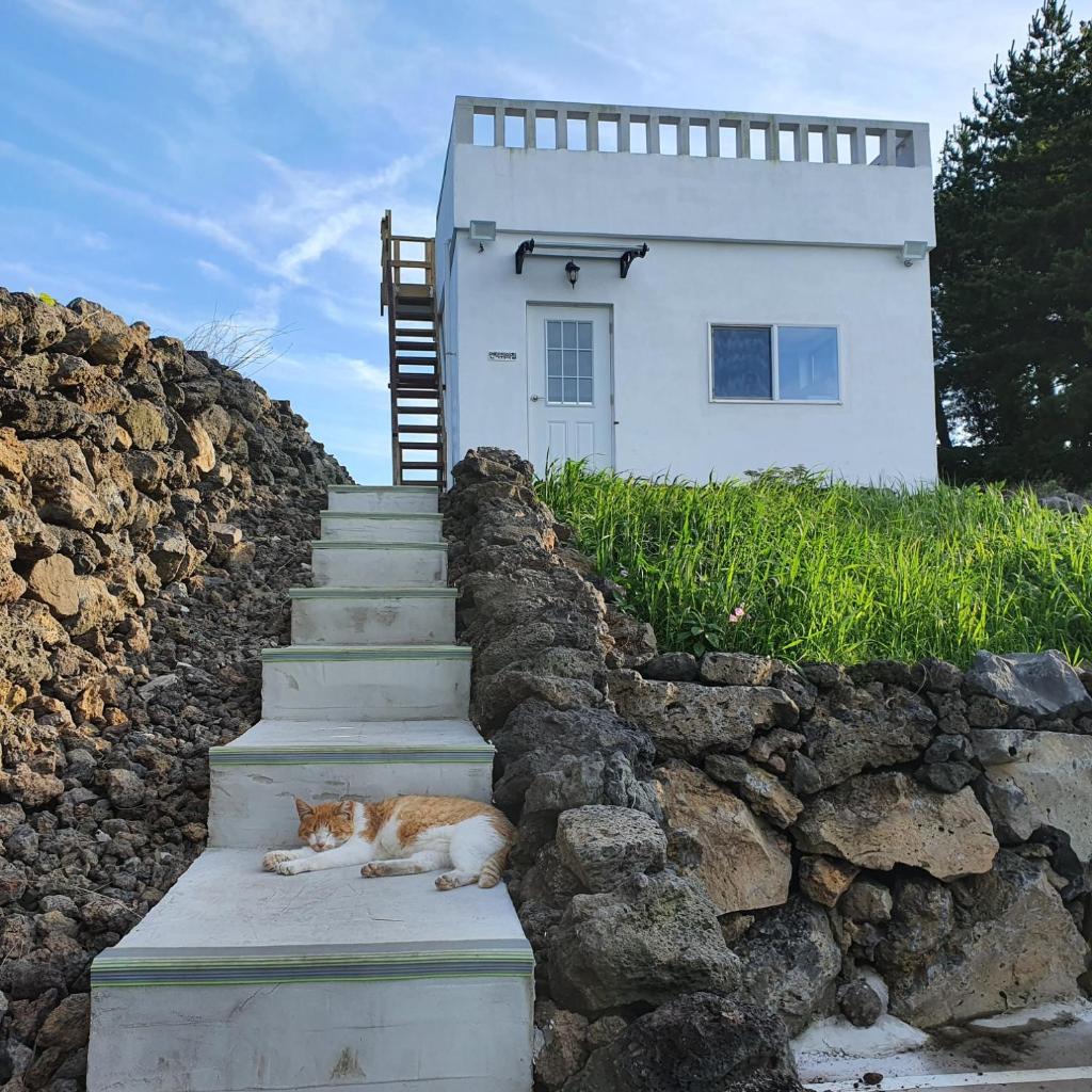 Contain Jeju-Darangswi photo 3
