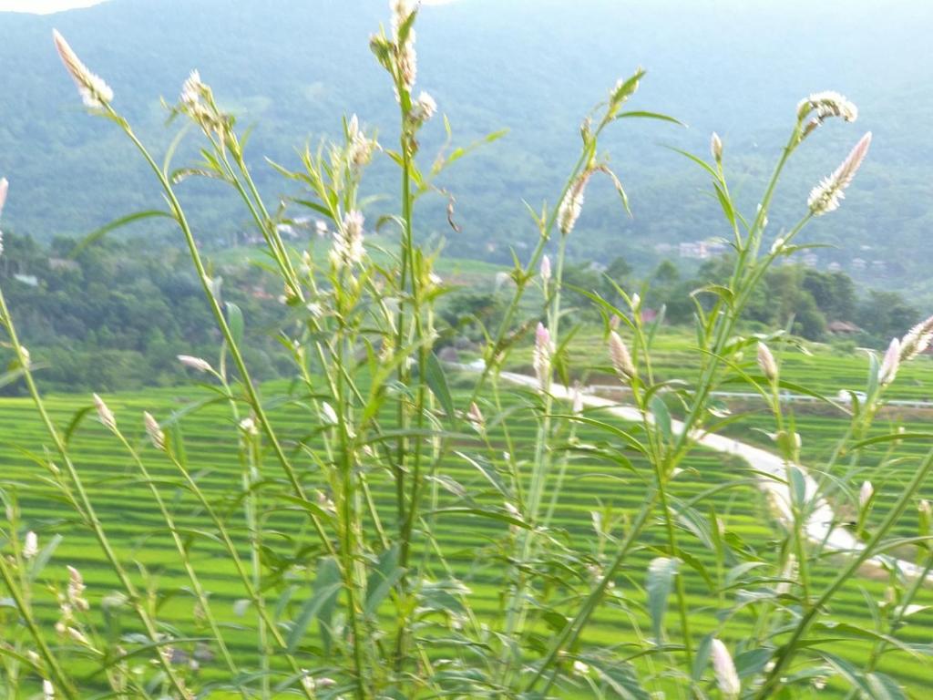 PuLuong BamBoo