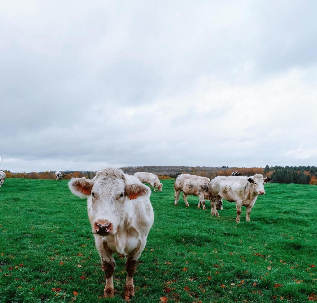 Le Dôme de la Ferme du Ry photo 4