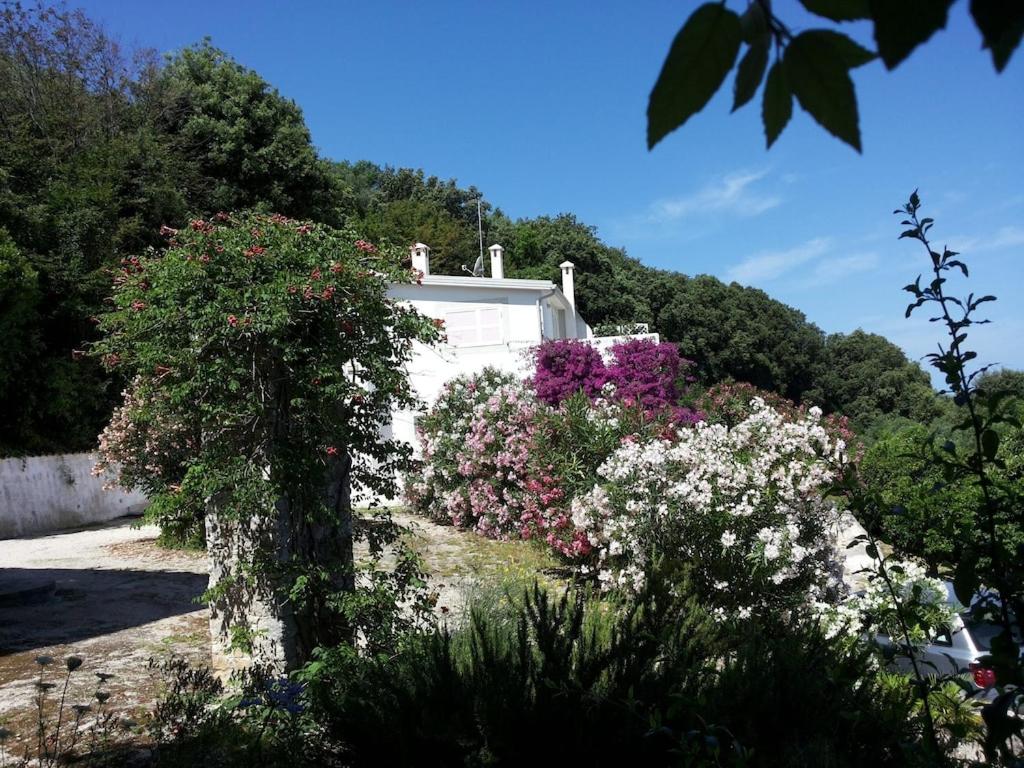Villa Giulia - Apartment in Villa with sea view photo 2