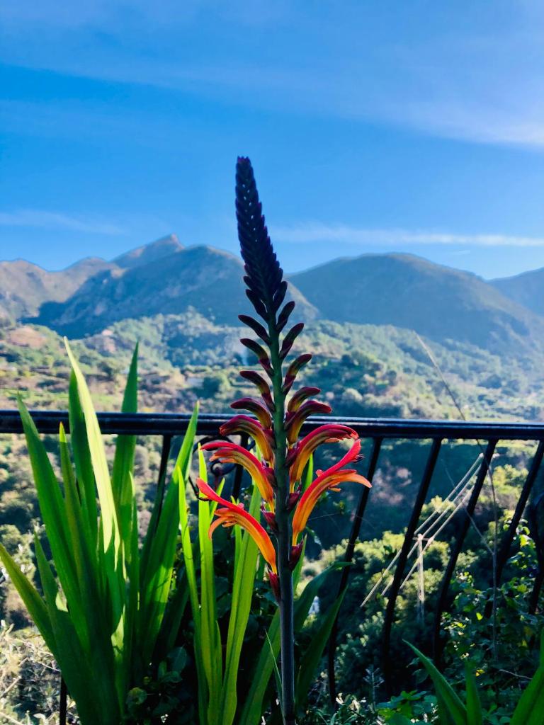 Casa Verde photo 4
