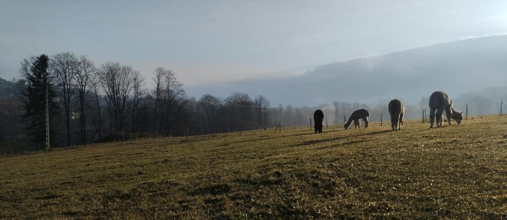 ZALASEK Gospodarstwo Agroturystyczne z Alpakami photo 3