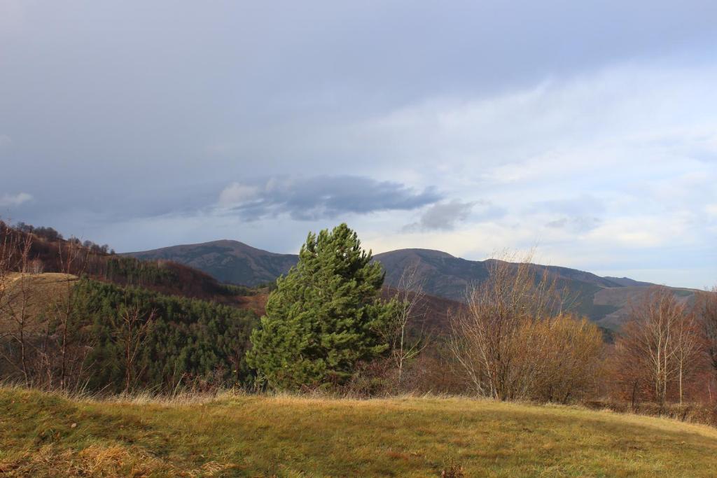 Domaćinstvo Maksimović photo 4
