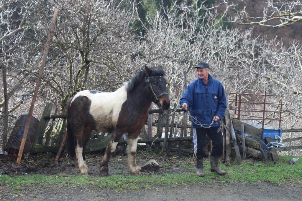 Domaćinstvo Maksimović photo 1