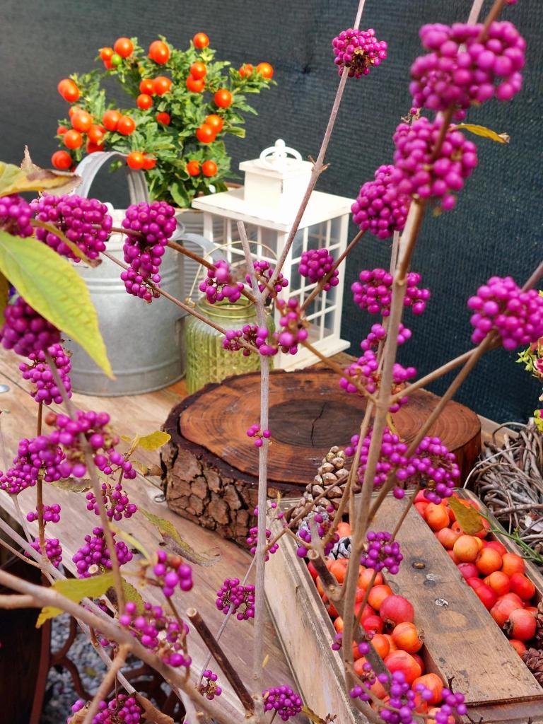 CASA AUTUNNO photo 2