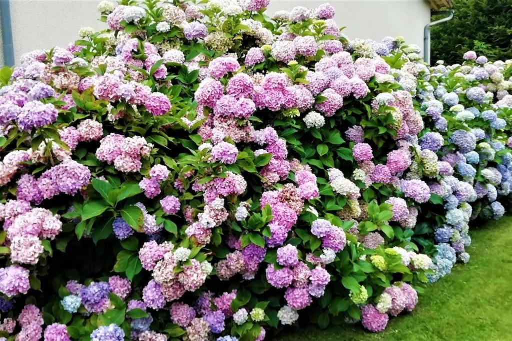 Calme et sérénité au gîte des hortensias photo 1
