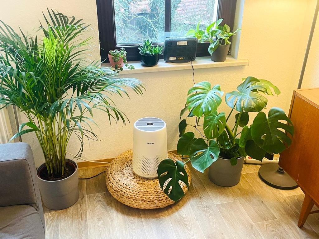 (PLANT ROOM 5) Mit Familie oder auch mit Freunde photo 4