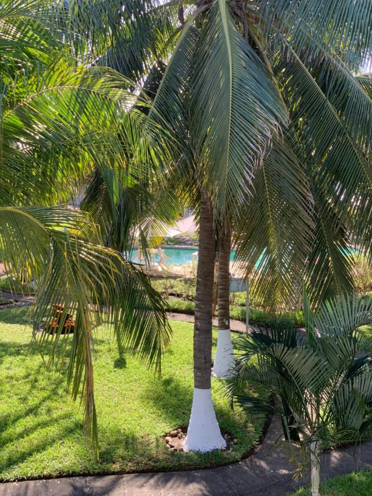 Cabo tortuga bungalows photo 2