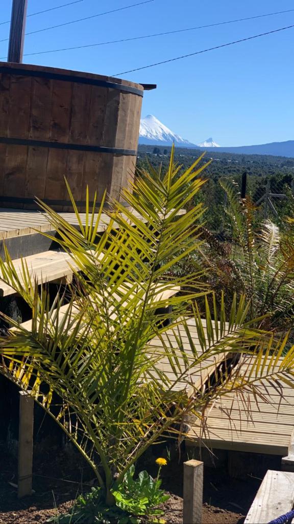 Tinyhousecolibri photo 4