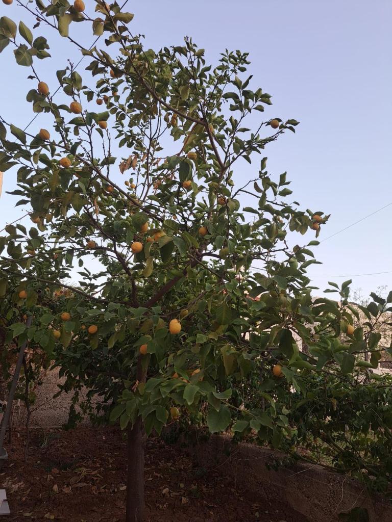 The Lemon Homes photo 1