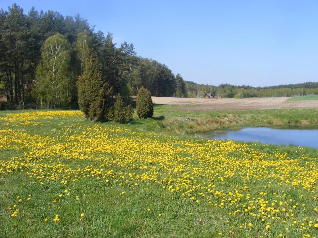 Wczasy na Kaszubach photo 4