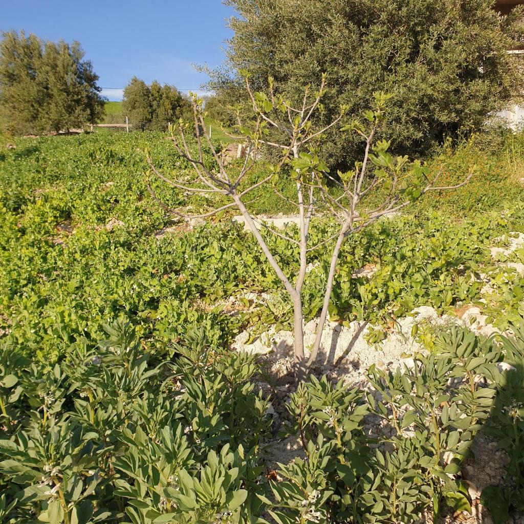 BADR ABDELLAH photo 1