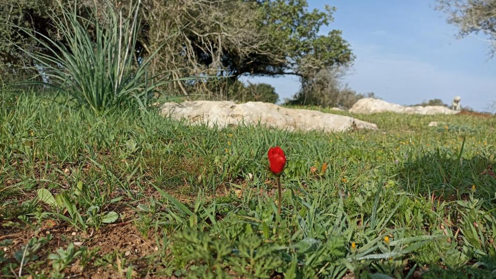 אהבתה גלמפינג של אהבה בעמק האלה photo 4