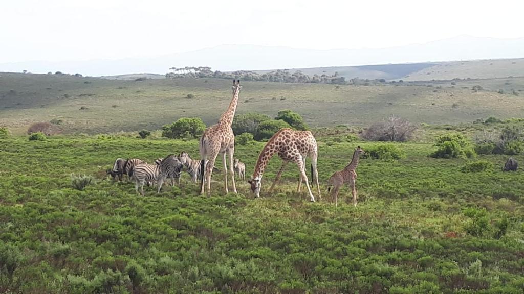 Fijnbosch Game Lodge Jeffreys Bay photo 3